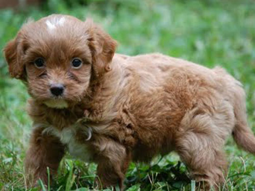 Cavapoo dog pictures
