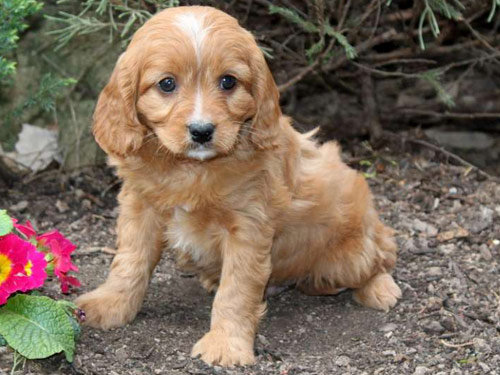 Cavapoo dog pictures