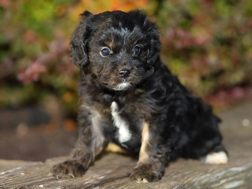Cavapoo dog pictures