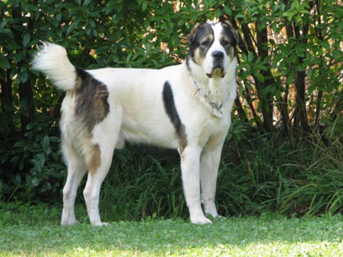 Central Asian Ovtcharka dog