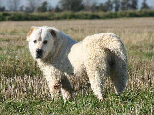 Central Asian Ovtcharka dog pictures