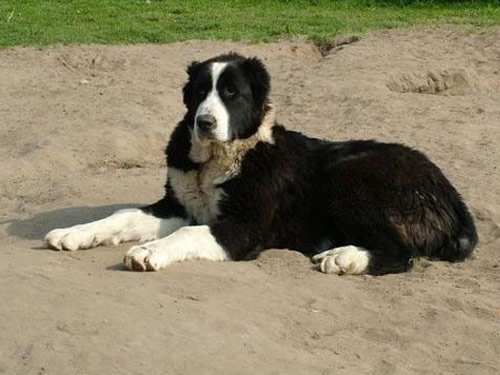 Central Asian Ovtcharka dog