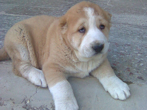 Central Asian Ovtcharka dog