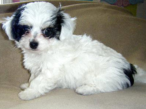 Chi-Poo - Chipoo dog
