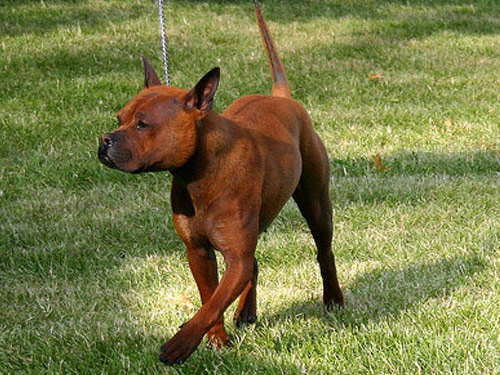 Chinese Chongqing  dog