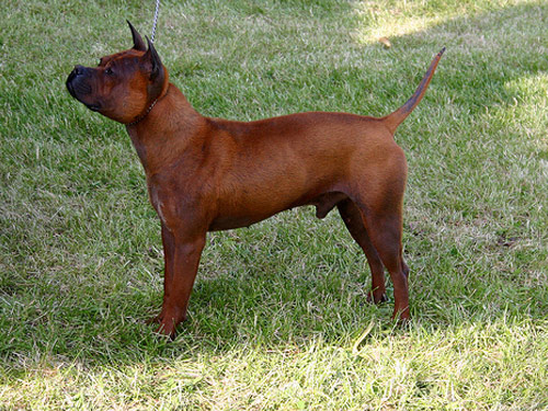 Chinese Chongqing  dog pictures