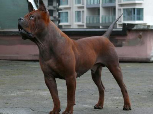 Chinese Chongqing  dog pictures