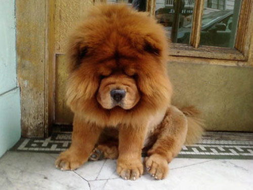 Chinese Foo  dog pictures