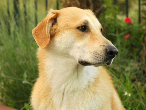 Chinook dog