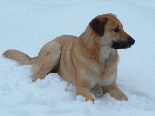 Chinook dog