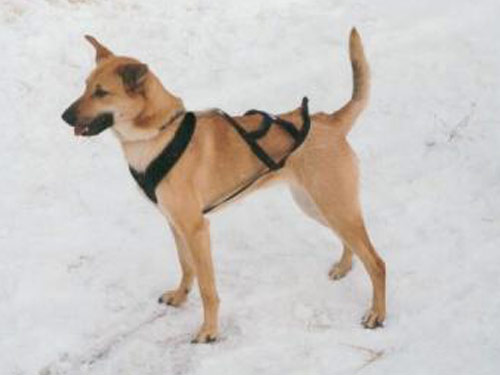 Chinook dog