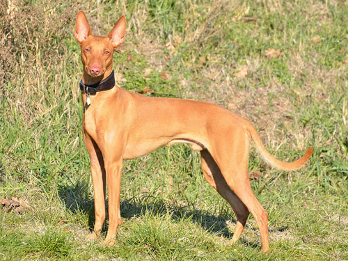 Cirneco dell Etna dog