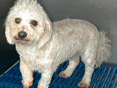 Cockabichon dog