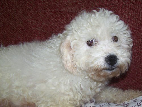 Cockabichon dog pictures