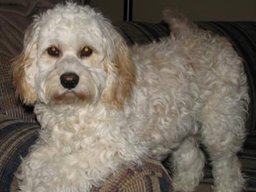 Cockabichon dog