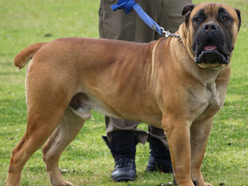 African Boerboel dog