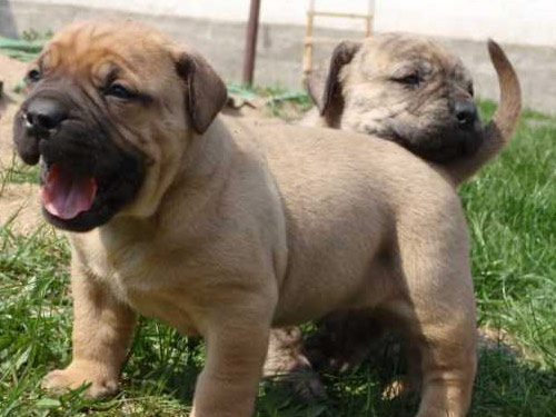 African Boerboel dog