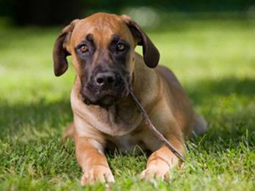 African Boerboel dog