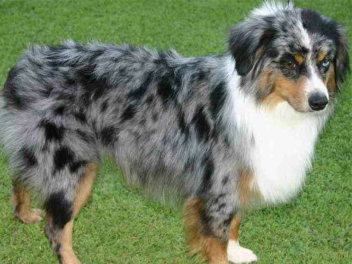 Australian Shepherd - Miniature dog