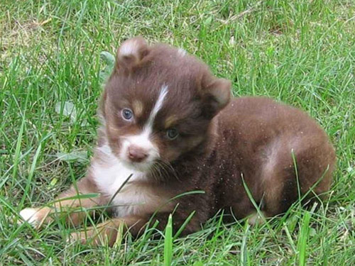 Australian Shepherd - Miniature dog