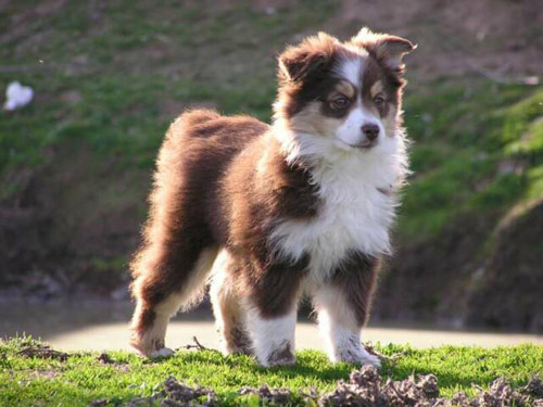 Australian Shepherd - Miniature dog