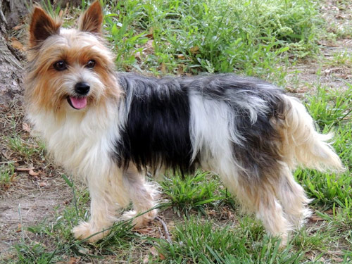 Biewer Terrier dog