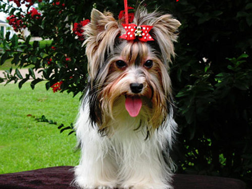 Biewer Terrier dog pictures