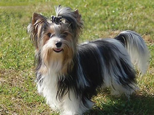 Biewer Terrier dog pictures