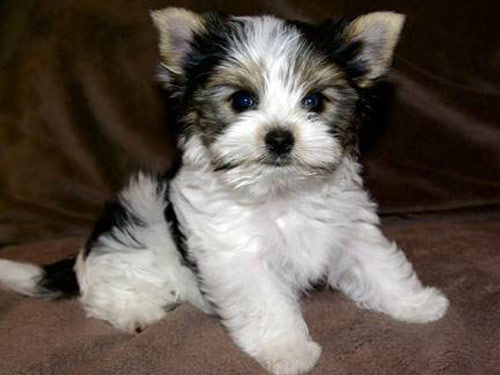 Biewer Terrier dog pictures
