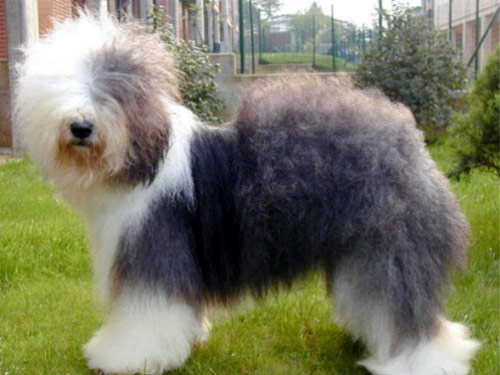 Bobtail dog