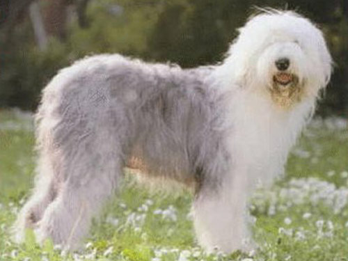 Bobtail dog