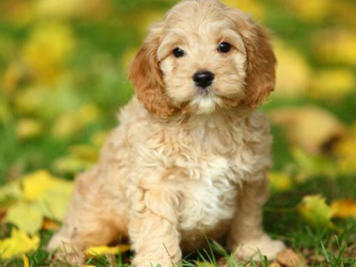 Cockapoo dog pictures