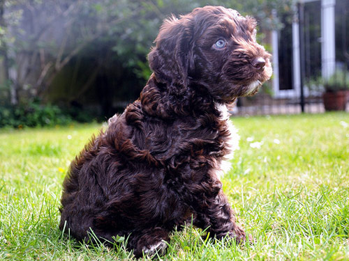 Cockapoo dog pictures