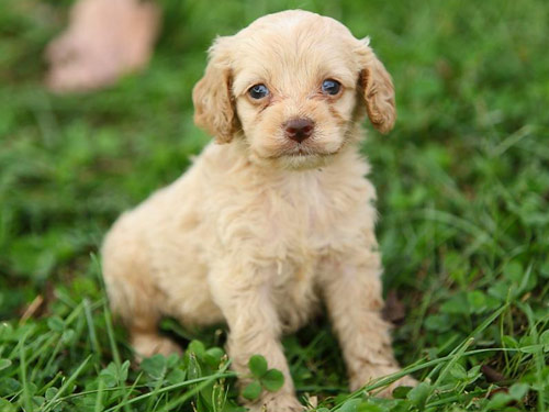 Cockapoo dog pictures