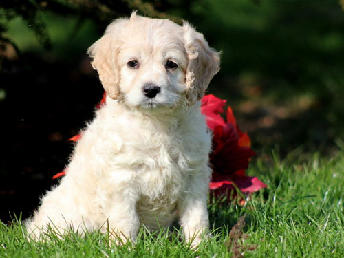 Cockapoo dog pictures