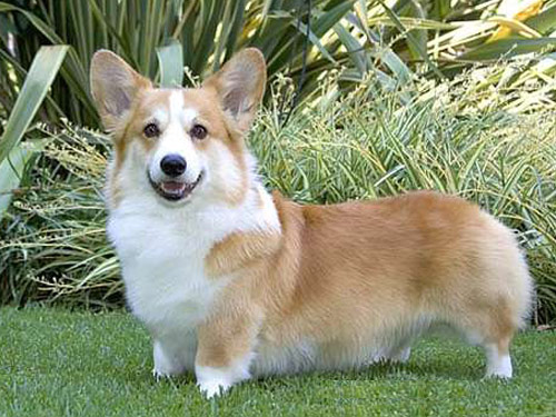 corgi pas