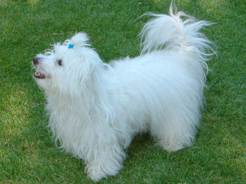 Coton De Tulear dog pictures