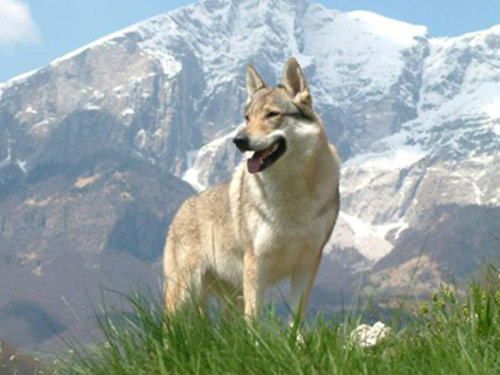Czechoslovakian Wolfdog dog