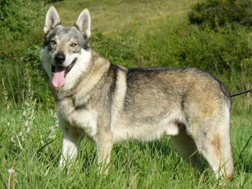 Czechoslovakian Wolfdog dog