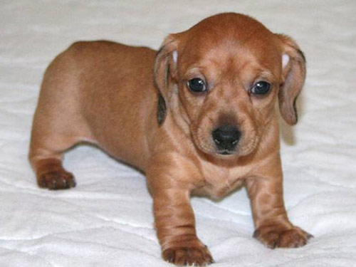 Dachshund - Mini  dog pictures