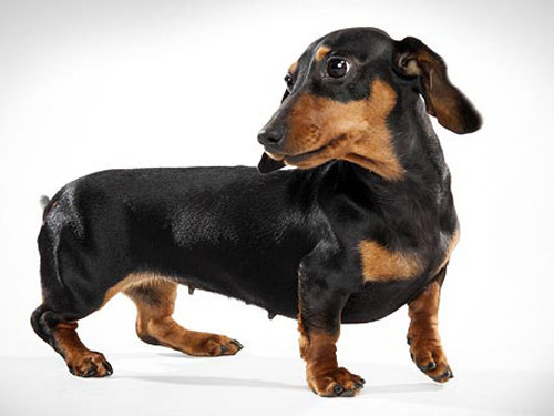 Dachshund - Mini  dog