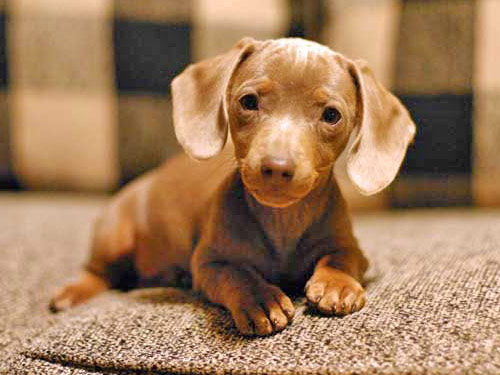 Dachshund - Mini  dog pictures