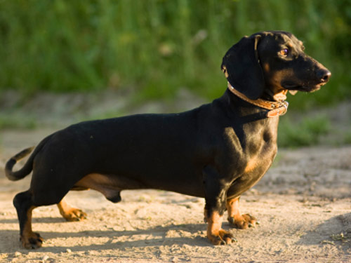 Dachshund - Smooth dog pictures