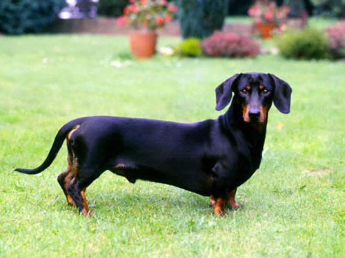 Dachshund - Smooth dog pictures