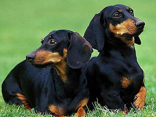 Dachshund - Smooth dog pictures