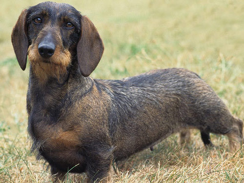 Dachshund  Wire dog