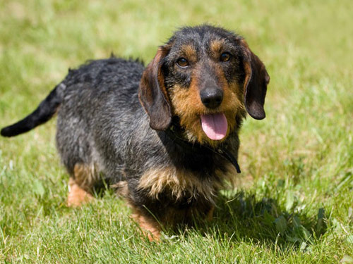 Dachshund  Wire dog