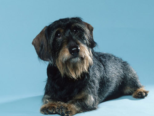 Dachshund  Wire dog