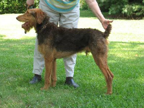 Doodleman Pinscher dog pictures