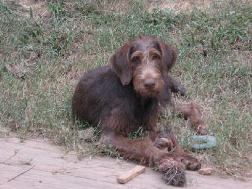 Doodleman Pinscher dog